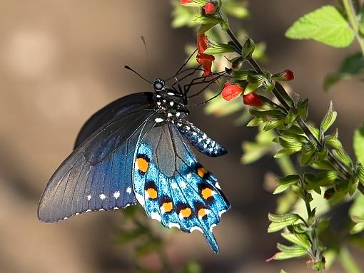 Pipevine Swallowtail Butterfly-pipevine_640px.jpg