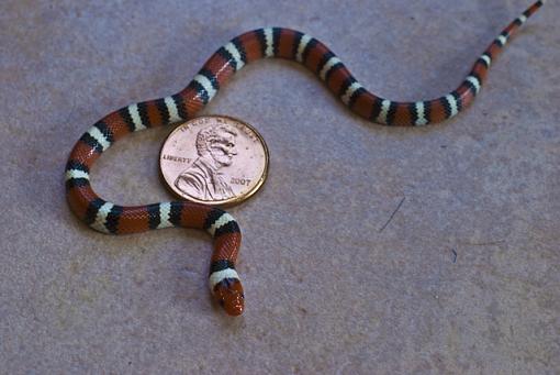 scarlet kingsnake-scarlet-kingsnake-1-2-w.jpg