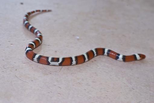 scarlet kingsnake-scarlet-kingsnake-pattern-.jpg