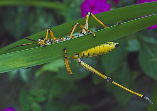 stretch....-grasshopper-1-1-_filter.jpg