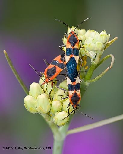 Small Milkweed Bug-milkweed_bugs_640.jpg