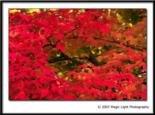 My first fall pics of the season-crw_1207a.jpg