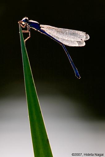 Light and Shadows-10-06-07-damselfly.jpg