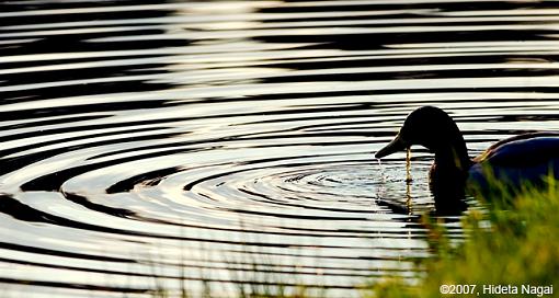 Light and Shadows-10-06-07-mallard.jpg