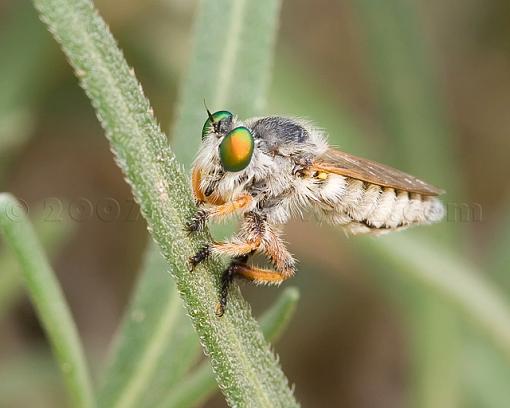 Diptera-robberfly_1_640.jpg