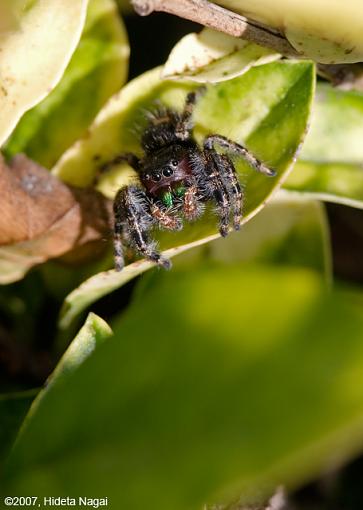 Itsy Bitsy Spider-10-13-07-spider.jpg