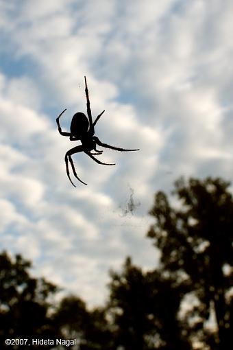 Double Meaning-10-14-07-spider-2.jpg