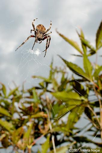 Double Meaning-10-14-07-spider-3.jpg