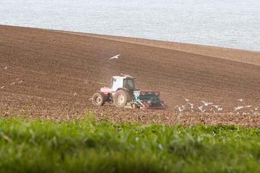 Seagull Farmer-img_1167.jpg