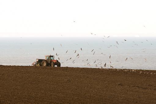 Seagull Farmer-img_1173.jpg