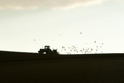 Seagull Farmer-img_1175.jpg