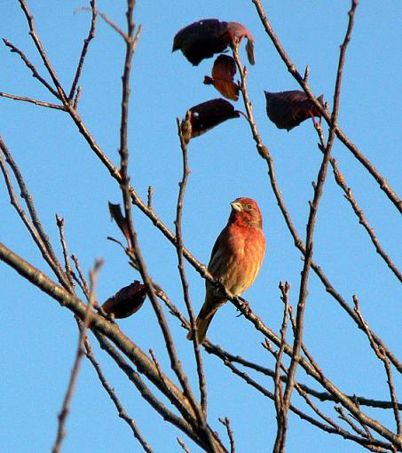 I shot 3 birdies today.-house-finch.jpg