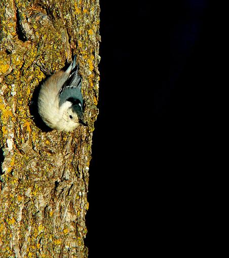 I shot 3 birdies today.-nuthatch.jpg