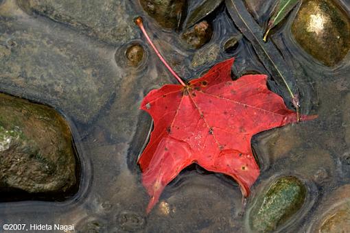 Obligatory Autumn Leaf &amp; Water Images-10-19-07-leaves-1.jpg