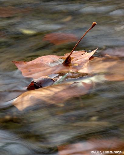 Obligatory Autumn Leaf &amp; Water Images-10-19-07-leaves-2.jpg