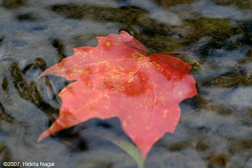 Obligatory Autumn Leaf &amp; Water Images-10-19-07-leaves-3.jpg