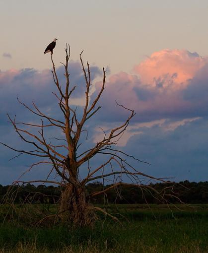 looking for dinner-eagle-clouds-filtered-2web.jpg