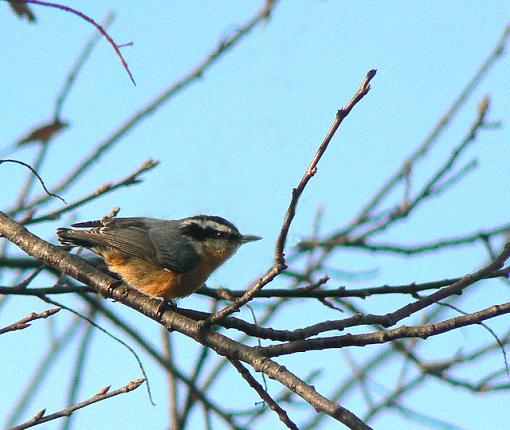 I shot 3 birdies today.-nuthatch2.jpg