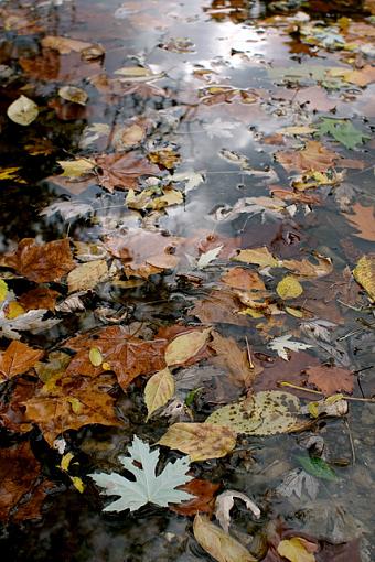 Obligatory Autumn Leaf &amp; Water Images-10-19-07-leaves-sample.jpg