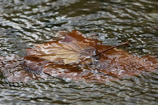 Obligatory Autumn Leaf &amp; Water Images-10-19-07-leaves-test-1a.jpg