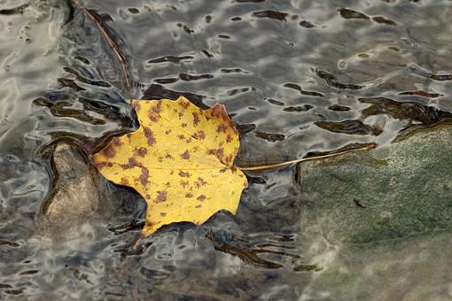 Obligatory Autumn Leaf &amp; Water Images-10-19-07-leaves-test-2a.jpg