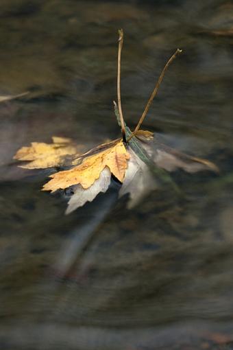 Obligatory Autumn Leaf &amp; Water Images-10-19-07-more-leaves-2.jpg