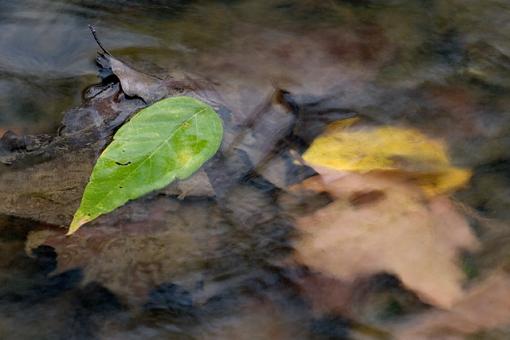 Obligatory Autumn Leaf &amp; Water Images-10-19-07-more-leaves-3.jpg