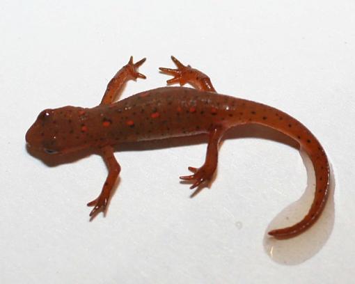 Ontario Salamander ID help please...-salamander1.jpg