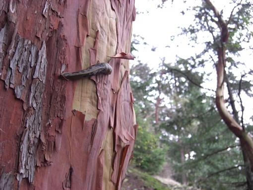 A slug, some sky, a fence, and some shrooms.-slug.jpg