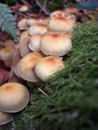 A slug, some sky, a fence, and some shrooms.-shroom.jpg