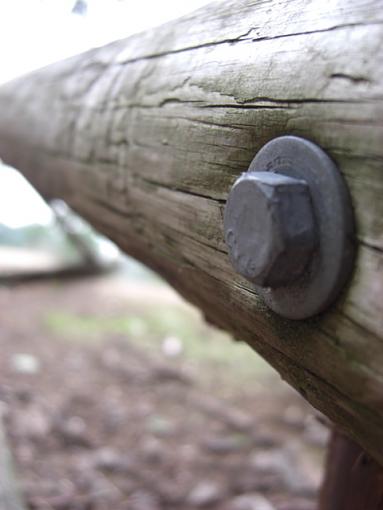 A slug, some sky, a fence, and some shrooms.-bolt.jpg