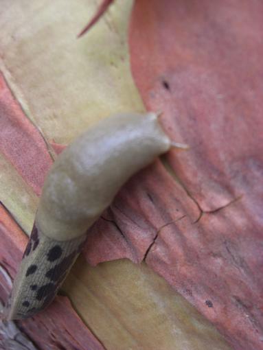 A slug, some sky, a fence, and some shrooms.-slug-head.jpg