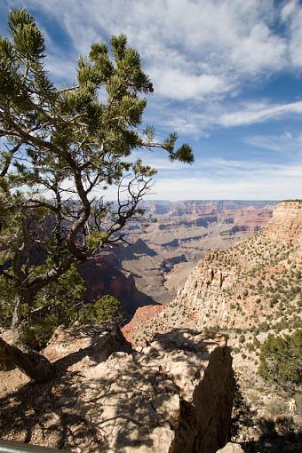 tree and canyon-img_0205.jpg