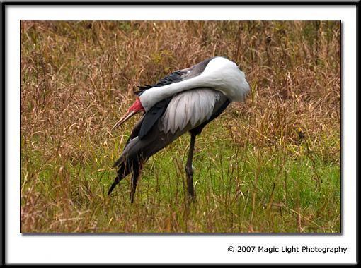 FALL  07 Bird ID thread-crw_1546.jpg