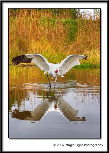 FALL  07 Bird ID thread-crw_1749_v3.jpg