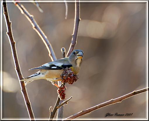 He and She from yesterday :)-female-evening-grosbeak-600.jpg