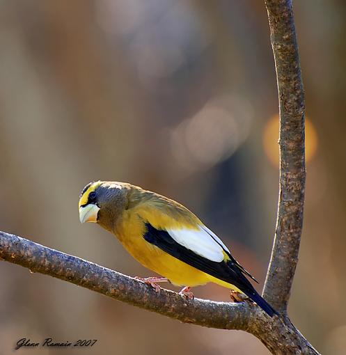 He and She from yesterday :)-evening-grosbeak-640-no-frameb.jpg