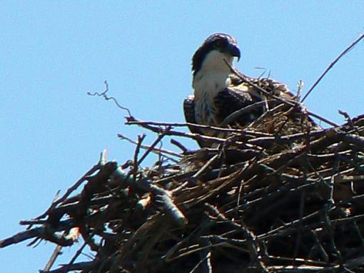 Osprey-p1000161.jpg