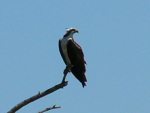 Osprey-p1000168.jpg