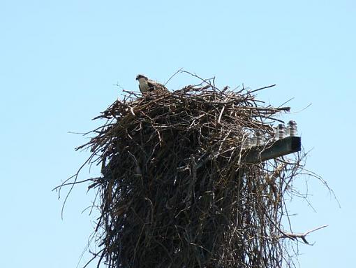 Osprey-p1000166.jpg