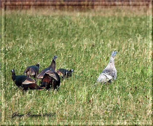 Albino Turkey-abino-turkey.jpg