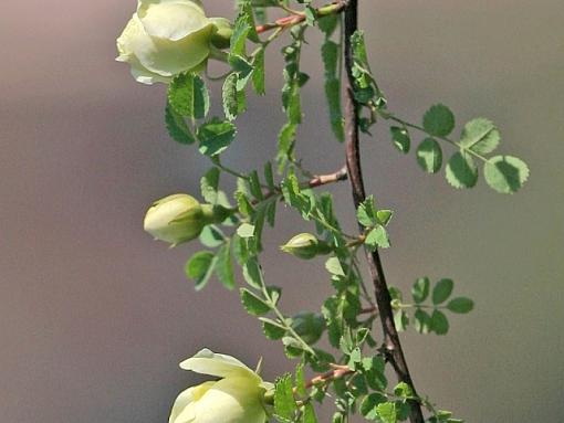 One branch of spring flowers-img_35792_neo_img.jpg