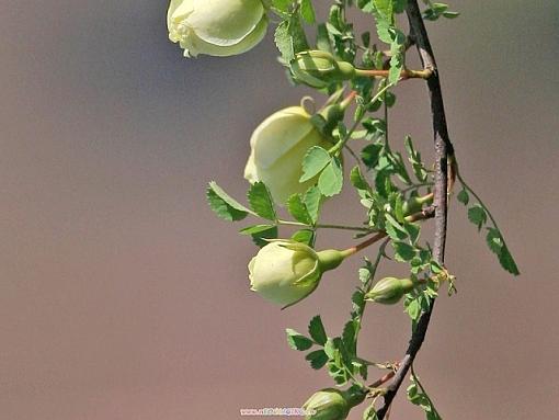 One branch of spring flowers-img_35793_neo_img.jpg