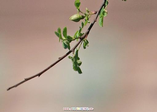 One branch of spring flowers-img_35795_neo_img.jpg