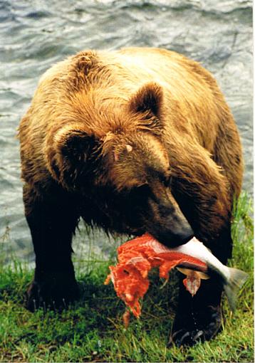 Bruin with lunch-bruin2.jpg