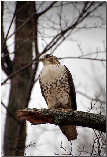 Young Redtail-buse-queu-roux.jpg