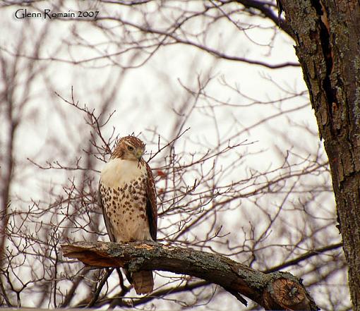 Young Redtail-redtail-web-copy.jpg