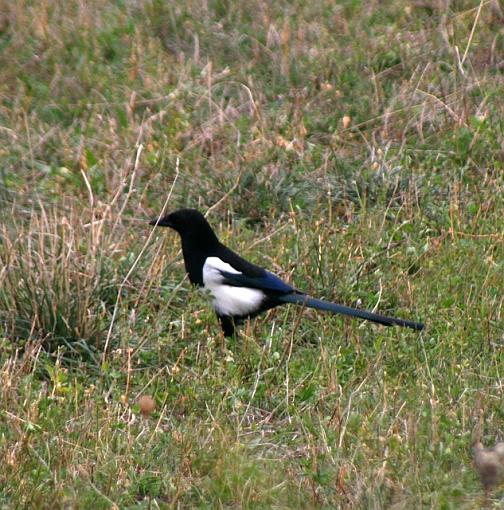 Bird(s) of Italy-img_6522.jpg