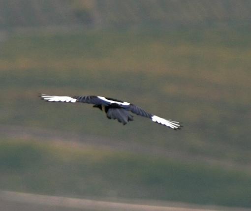 Bird(s) of Italy-img_6523.jpg