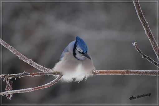 Sleeping Jay-sleeping-jay-640.jpg